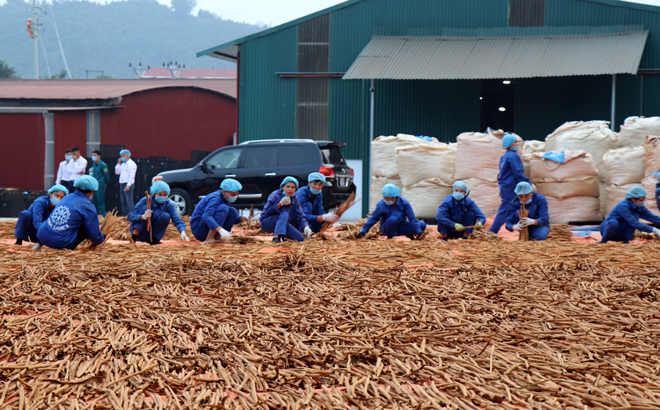 Chế biến sản phẩm quế tại Hợp tác xã Quế hồi Việt Nam tại xã Đào Thịnh, huyện Trấn Yên (ảnh minh họa).